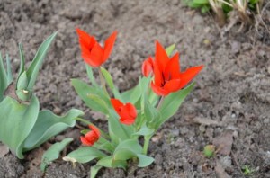 Tulpe